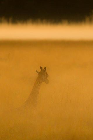 054 Kenia, Masai Mara, giraffe.jpg